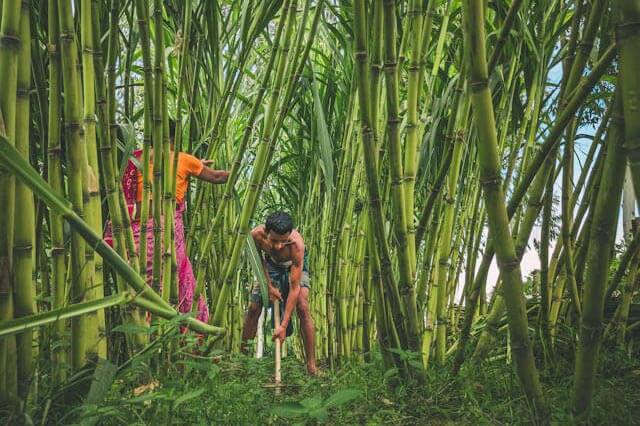 SugerCane